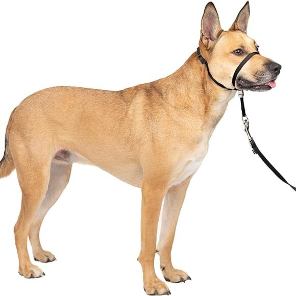 GENTLE LEADER~ Head Collar- Stop Pulling, Lunging, Jumping- MED- Black- With DVD - Picture 2 of 12